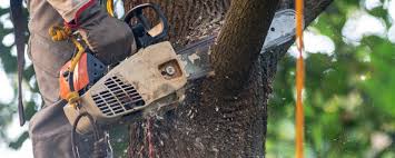 Best Arborist Consultation Services  in Blossburg, PA