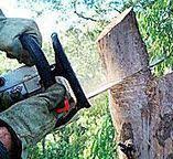 Best Emergency Tree Removal  in Blossburg, PA