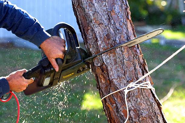 Best Tree Mulching  in Blossburg, PA