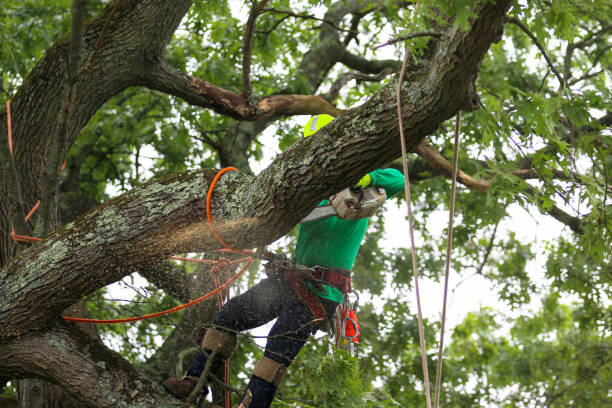 Leaf Removal in Blossburg, PA