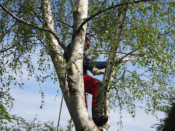 How Our Tree Care Process Works  in  Blossburg, PA