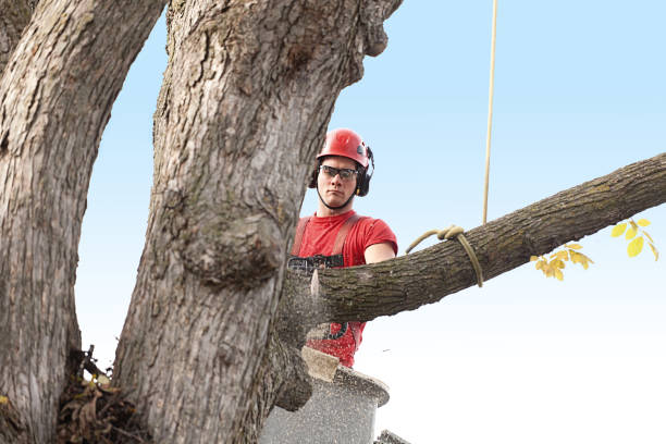 Best Tree Trimming and Pruning  in Blossburg, PA