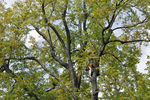 Best Tree Risk Assessment  in Blossburg, PA
