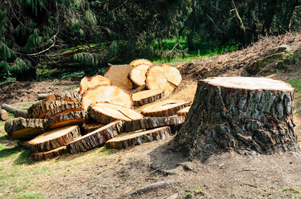 Best Tree Health Inspection  in Blossburg, PA